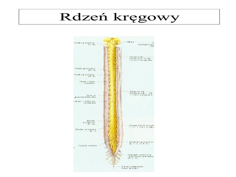 Rdzeń kręgowy